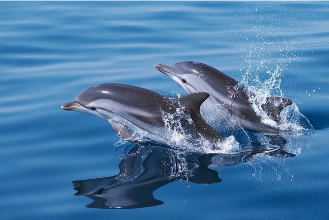 Excursion en Mer avec Observation des Dauphins au Sanctuaire Pelagos (Saint-Raphaël, Var - 83)