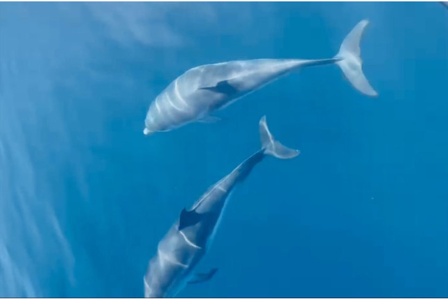 Excursion en Mer avec Observation des Dauphins au Sanctuaire Pelagos (Saint-Raphaël, Var - 83)
