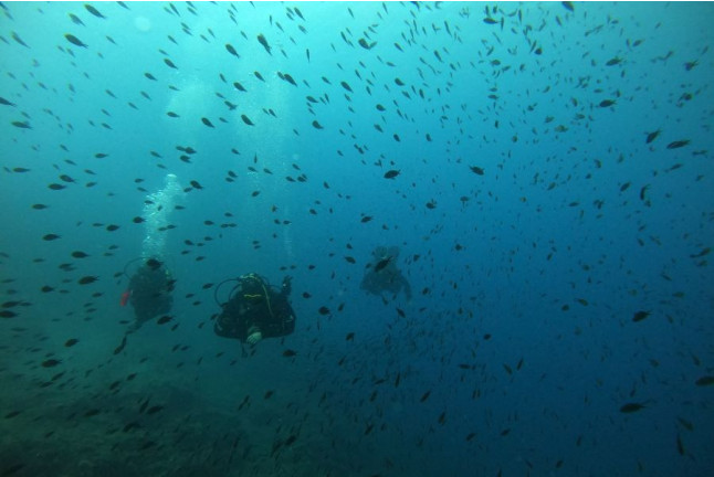 Randonnée Palmée en Mer Méditerranée (Fréjus, Var - 83)
