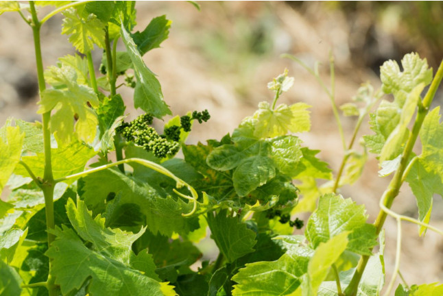 Initiation à la Dégustation des Vins pour deux (Cascatel-des-Corbières, Aude - 11)