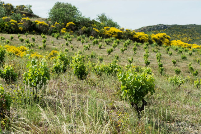Initiation à la Dégustation des Vins pour deux (Cascatel-des-Corbières, Aude - 11)