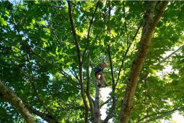 Grimpe d’Arbre dans la Chartreuse ou Monts du Lyonnais avec Photos (Saint-Joseph-de-Rivière, Isère- 38)