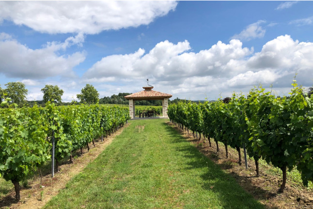 Expérience Découverte de la Vigne à la Cave pour deux (Montans, Tarn - 81)