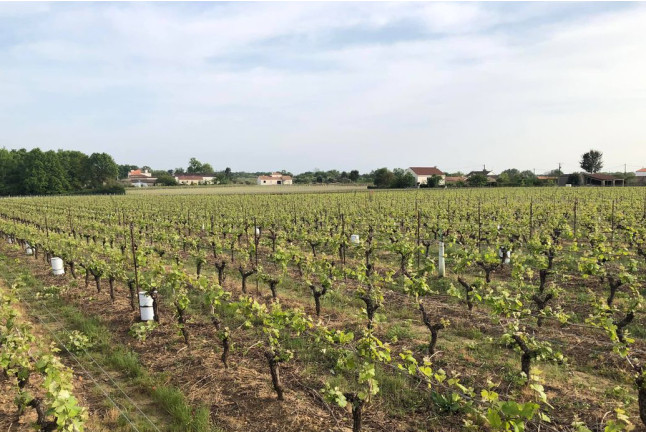 Initiation Œnologique avec Dégustation (Gorges, Loire-Atlantique - 44)