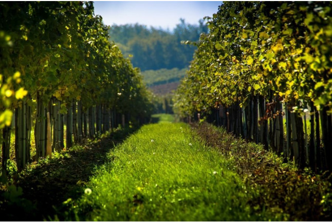 Escapade Œnologique avec Dîner et Dégustation de Vins avec Secrets de Vignobles (Arbois, Jura - 39)