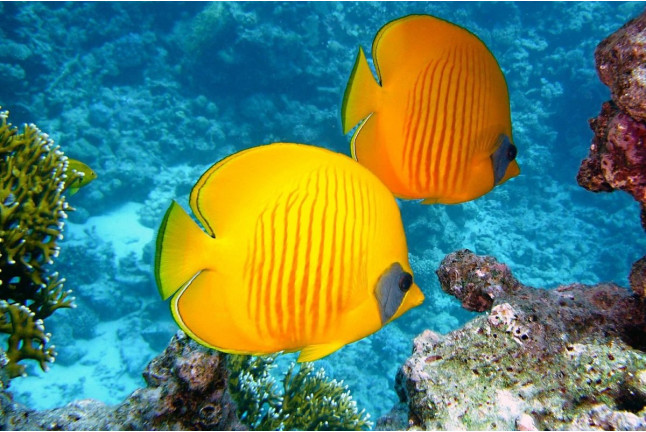 Baptême de Plongée en Mer avec 1ère Séance de Plongeur Niveau 1 (La Richardais / Dinard / Saint-Malo, Bretagne - 35)