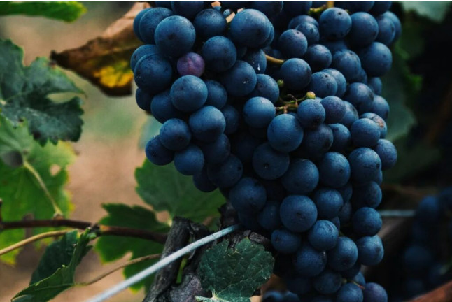 Formation Œnologique et Dégustation de Vins de Loire (Bourgueil, Indre-et-Loire - 37)