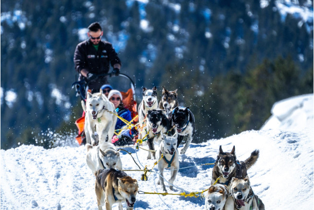 OFFRE Mushing : 2 Km en Traîneau et assurance (Andorre)