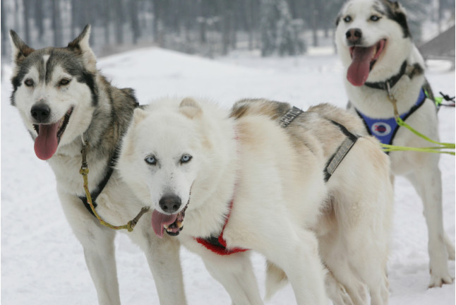 Séjour au spa à l'Andorra Park Hotel 5* et Mushing pour deux (Andorre)