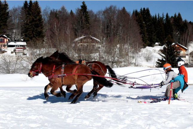 Ski-Joëring dans les Alpes (La Féclaz, Savoie - 73)