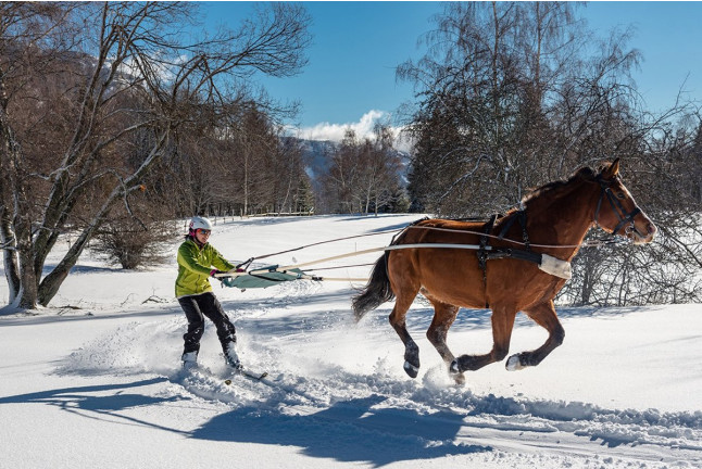 Ski-Joëring dans les Alpes (La Féclaz, Savoie - 73)