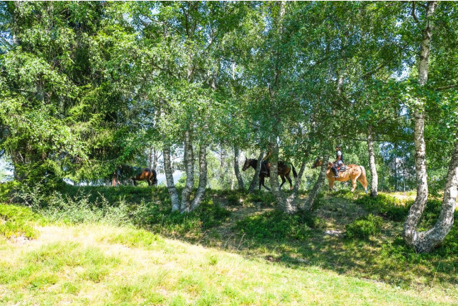 Balade à Cheval dans les Alpes (La Féclaz, Savoie - 73)