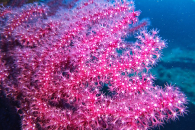 Excursion de Snorkeling et Randonnée Palmée (Gignac-la-Nerthe, Bouches-du-Rhône - 13)