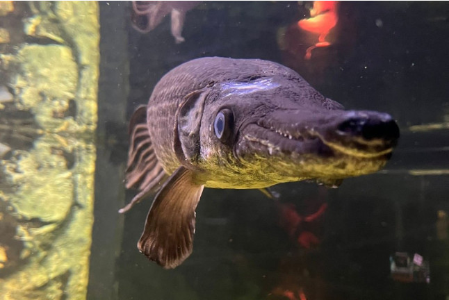 Billets pour Sea Life Paris Val d'Europe (Serris, Seine-et-Marne - 77)