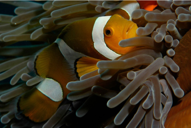 Billets pour Sea Life Paris Val d'Europe (Serris, Seine-et-Marne - 77)