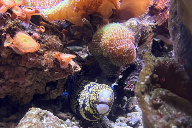Billets pour Sea Life Paris Val d'Europe (Serris, Seine-et-Marne - 77)
