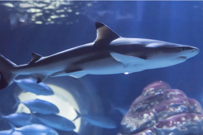 Billets pour l'Aquarium SEA LIFE Paris (Serris, Seine-et-Marne - 77)