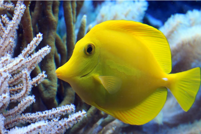 Billets pour l'Aquarium SEA LIFE Paris (Serris, Seine-et-Marne - 77)