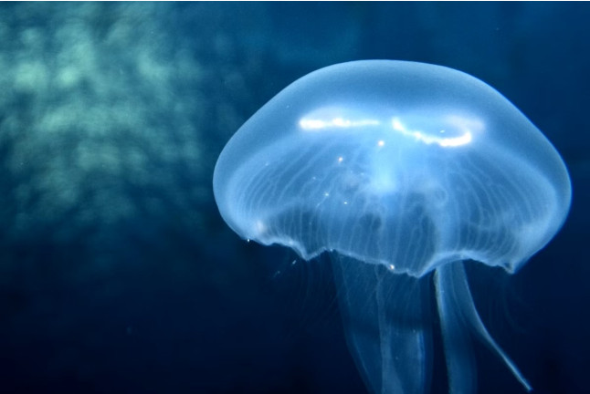 Billets pour l'Aquarium SEA LIFE Paris (Serris, Seine-et-Marne - 77)