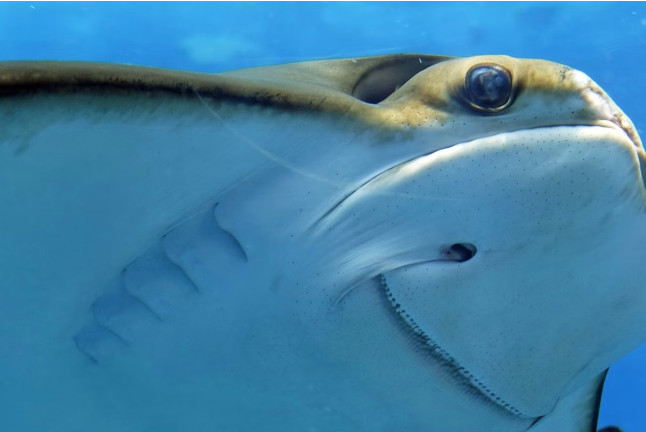 Billets pour l'Aquarium SEA LIFE Paris (Serris, Seine-et-Marne - 77)
