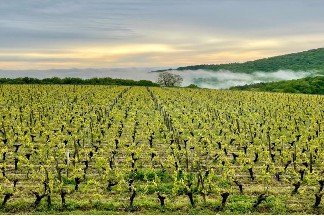 Séjour “Découverte et Détente” de 2 nuits avec Petit-déjeuner, Apéritif et Visite du Domaine Joseph Lafarge (Lugny, Bourgogne- 71)