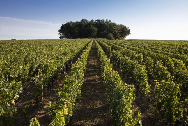 Séjour avec Visite de la Propriété et Accès aux Parties Privées et Parc du Château de Ferrand (Saint-Émilion, Gironde - 33)