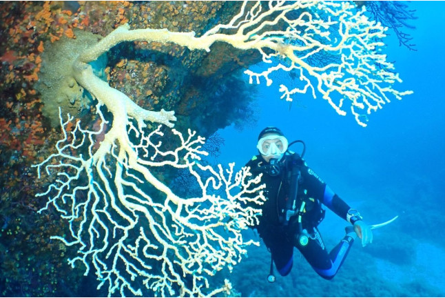 Snorkeling et Randonnée Palmée - Départ du Bateau (Ajaccio, Corse-du-Sud - 20)