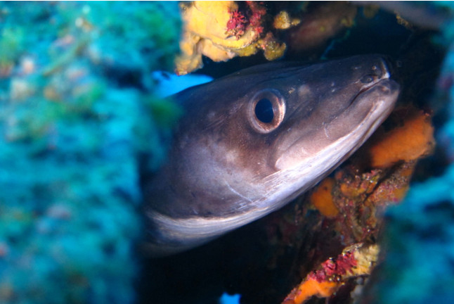 Excursion de Snorkeling en Mer Méditerranée (Calvi, Haute-Corse - 2B)