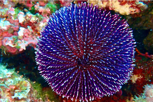 Excursion Snorkeling en Bateau au Cap Dramont et l’Île d’Or (Saint-Raphaël, Var - 83)