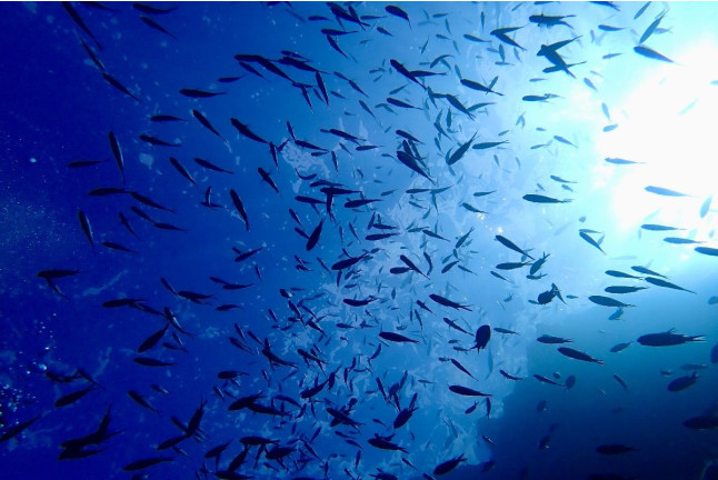 Excursion Snorkeling en Bateau au Cap Dramont et l’Île d’Or (Saint-Raphaël, Var - 83)