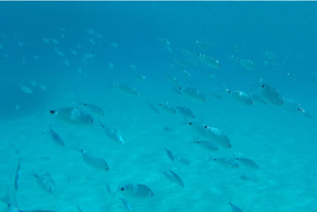 Sortie Snorkeling et Randonnée Palmée (Cargèse, Corse-du-Sud - 20)