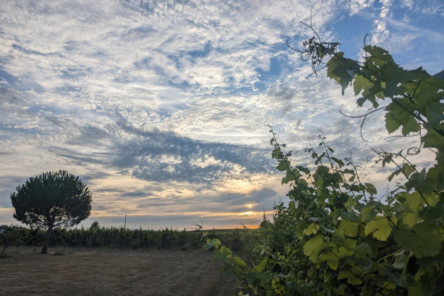 Visite et Dégustation de la gamme de Vins du Château Nodot (Saint-Christoly-de-Blaye, Gironde - 33)