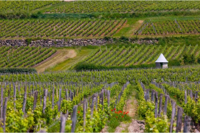 Visite de Château avec Assemblage et Dégustation de Vins de Bordeaux en Duo (Cadaujac, Gironde- 33)