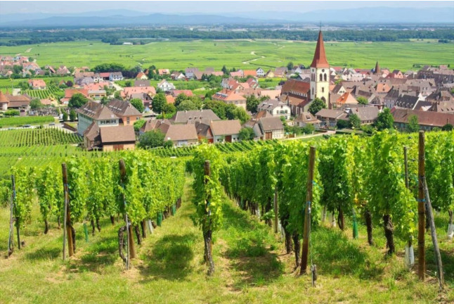 Atelier Découverte des Vins d’Alsace et Visite de Cave en Duo au Domaine Pierre Adam (Haut-Rhin, Alsace - 68)