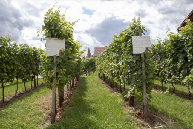 Atelier Découverte des Vins d’Alsace et Visite de Cave en Duo au Domaine Pierre Adam (Haut-Rhin, Alsace - 68)
