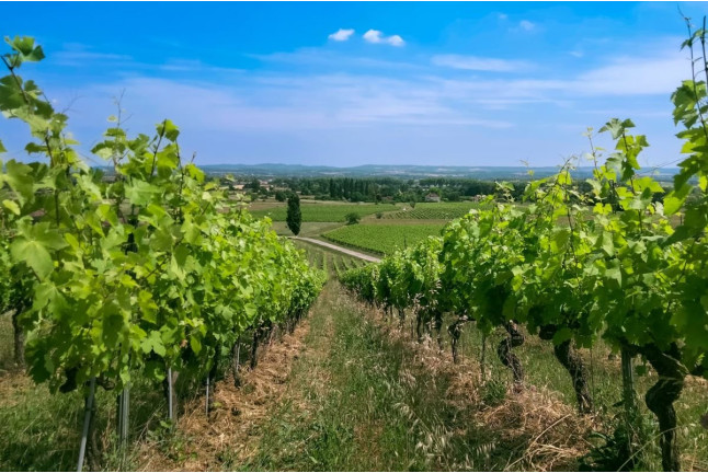 Visite du Domaine Viticole Duffau avec Dégustation de Vins (Gaillac, Tarn - 81)