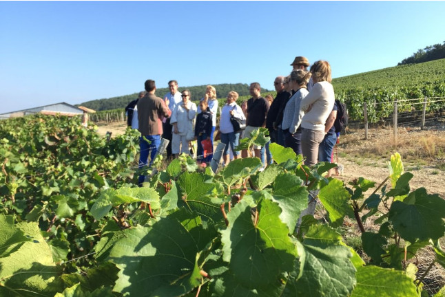 Visite Coup de Foudre du Vignoble au Château de la Greffière pour deux (La Roche Vineuse, Bourgogne - 71)