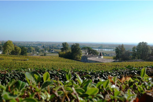Entrée à la Cité du Vin et Dégustation de Vin au Château Belloy pour deux (Saint-Michel-de-Fronsac, Gironde - 33)