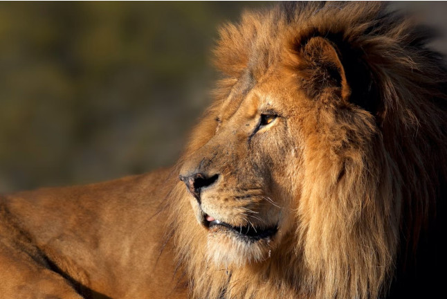 Billets pour le Parc Zoologique de Paris (Paris, Île-de-France - 75)