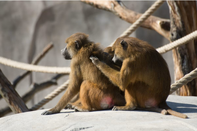 Billets pour le Parc Zoologique de Paris (Paris, Île-de-France - 75)