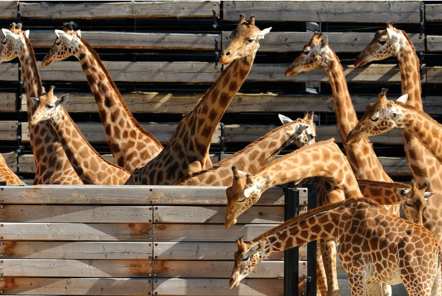 Billets pour le Parc Zoologique de Paris (Paris, Île-de-France - 75)