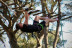Accrobranche au Parc Départemental de Bessilles (Montagnac, Hérault- 34)