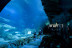 Billets d'entrée pour l'Aquarium de Paris (Paris, Île-de-France - 75) 