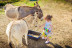 Balade à Cheval sur la Plage (Cupabia, Corse-du-Sud - 20)
