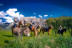Rando Fermière : Balade à Cheval dans la Vallée de l’Ortolo (Sartène, Corse-du-Sud - 20)
