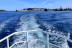 Balade Découverte de la Baie de Saint-Malo en Bateau (Saint-Malo, Ille-et-Vilaine - 35)