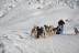 Balade Premium en Chiens de Traîneaux au Plateau de la Croix avec Pause Repas (Saint-Gervais-les-Bains, Haute-Savoie - 74)