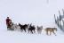 Balade Premium en Chiens de Traîneaux au Plateau de la Croix avec Pause Repas (Saint-Gervais-les-Bains, Haute-Savoie - 74)