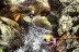 Canyoning Pour Tous Niveaux (Toulouges, Pyrénées-Orientales - 66)