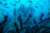 Baptême de Plongée Sous-Marine en Mer Méditerranée (Fréjus, Var - 83)